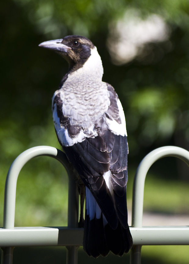 Australian_Magpie-Gymnorhina_tibicen This Magpie is sitting on our garden fence, he is only a few months old. Australian Bird,Australian Magpie,Gymnorhina tibicen
