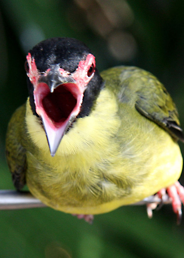 Fig_Bird-_young_male This is a young Fig Bird with its mouth wide opening, calling for food. Australasian Figbird,Sphecotheres vieilloti