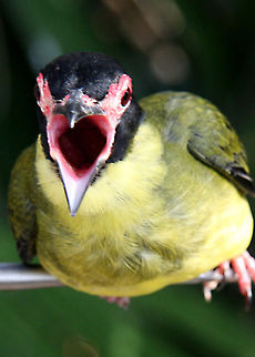 Fig_Bird-_young_male This is a young Fig Bird with its mouth wide opening, calling for food. Australasian Figbird,Sphecotheres vieilloti