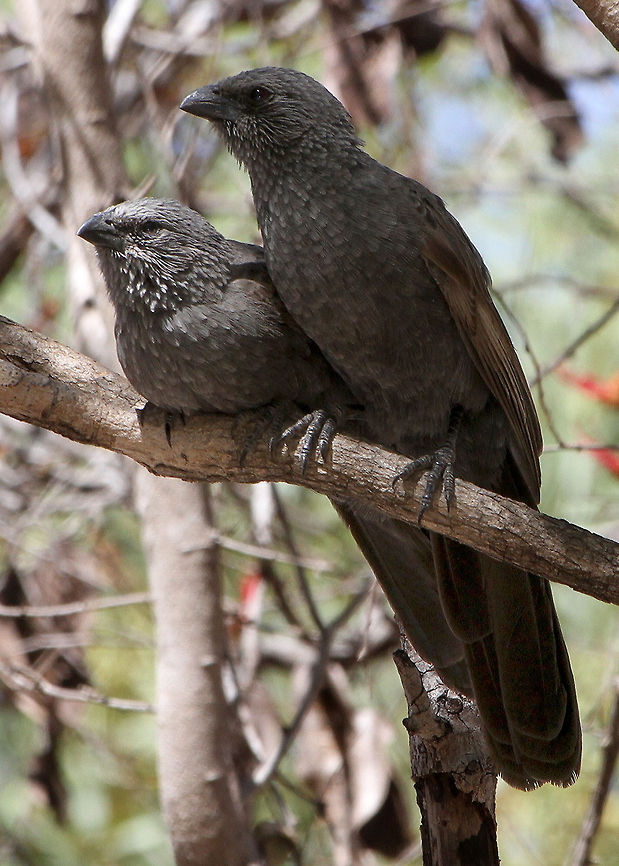 Apostle_Birds These Apostle Birds are often seen in groups of 12 or more &amp; they never stop chattering.   Apostlebird,Australian Bird,Struthidea cinerea