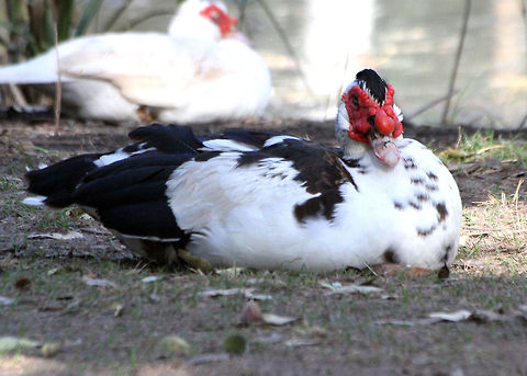 Muscovy_Duck_-Cairina_moschate  Cairina moschata,Muscovy Duck