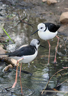 Black-winged Stilt  Black-winged Stilt,Himantopus himantopus