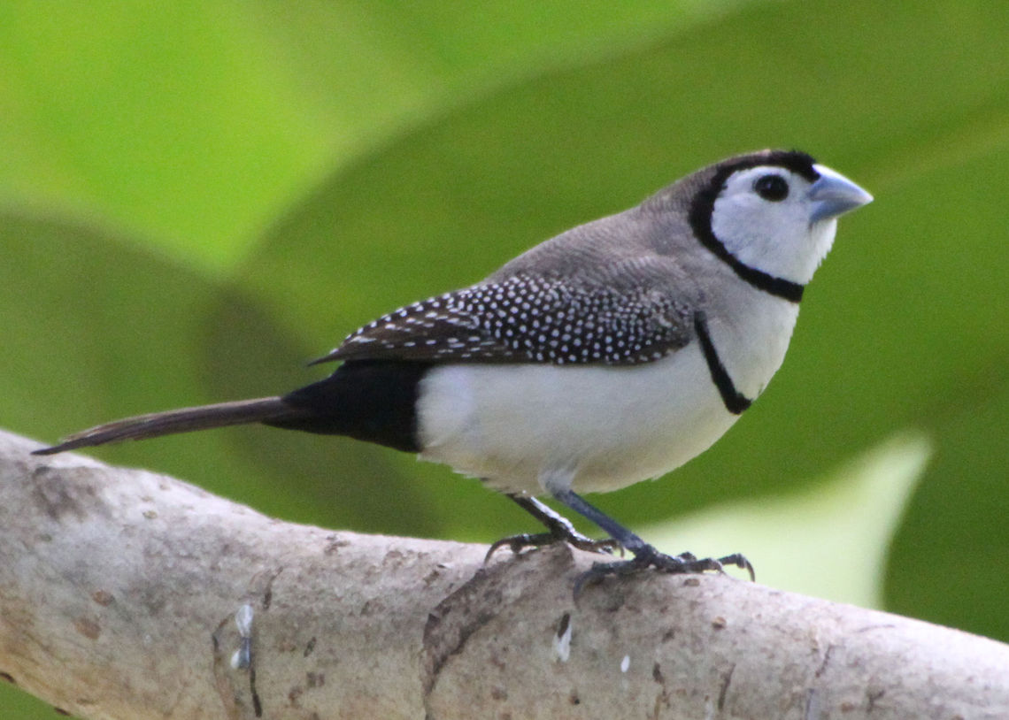 Double-barred_Finch  Double-barred Finch,Outback 2011,Taeniopygia bichenovii
