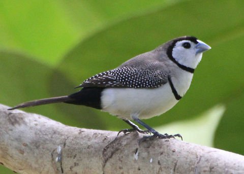 Double-barred_Finch  Double-barred Finch,Outback 2011,Taeniopygia bichenovii