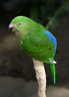 Green Parakeet  Australia,Bird,Parrot