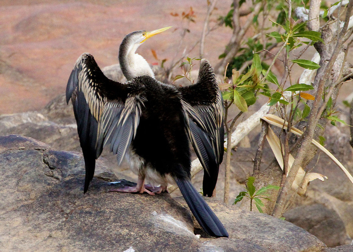 Australasian Darter Anhinga novaehollandiae Anhingidae Anhinga novaehollandiae,Australasian Darter,Australian,bird.,water bird