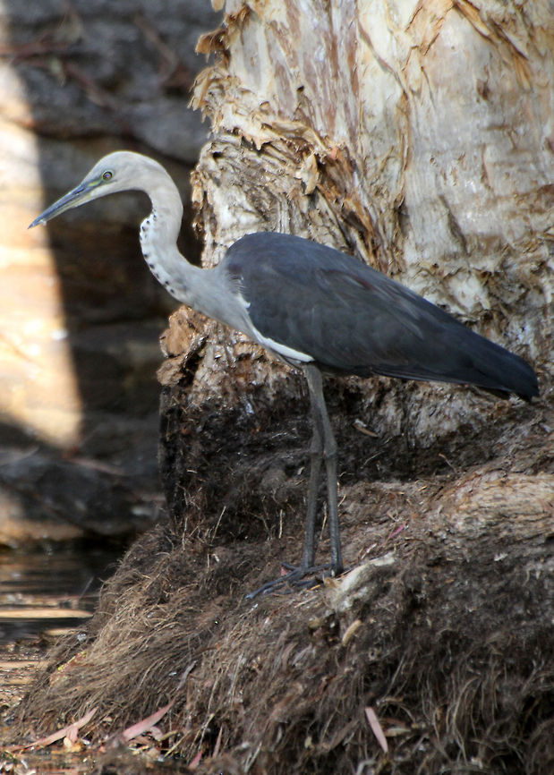 White_necked_Heron  Ardea pacifica,Australia,White-necked Heron,bird,water bird