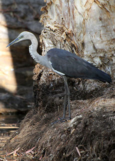 White_necked_Heron  Ardea pacifica,Australia,White-necked Heron,bird,water bird