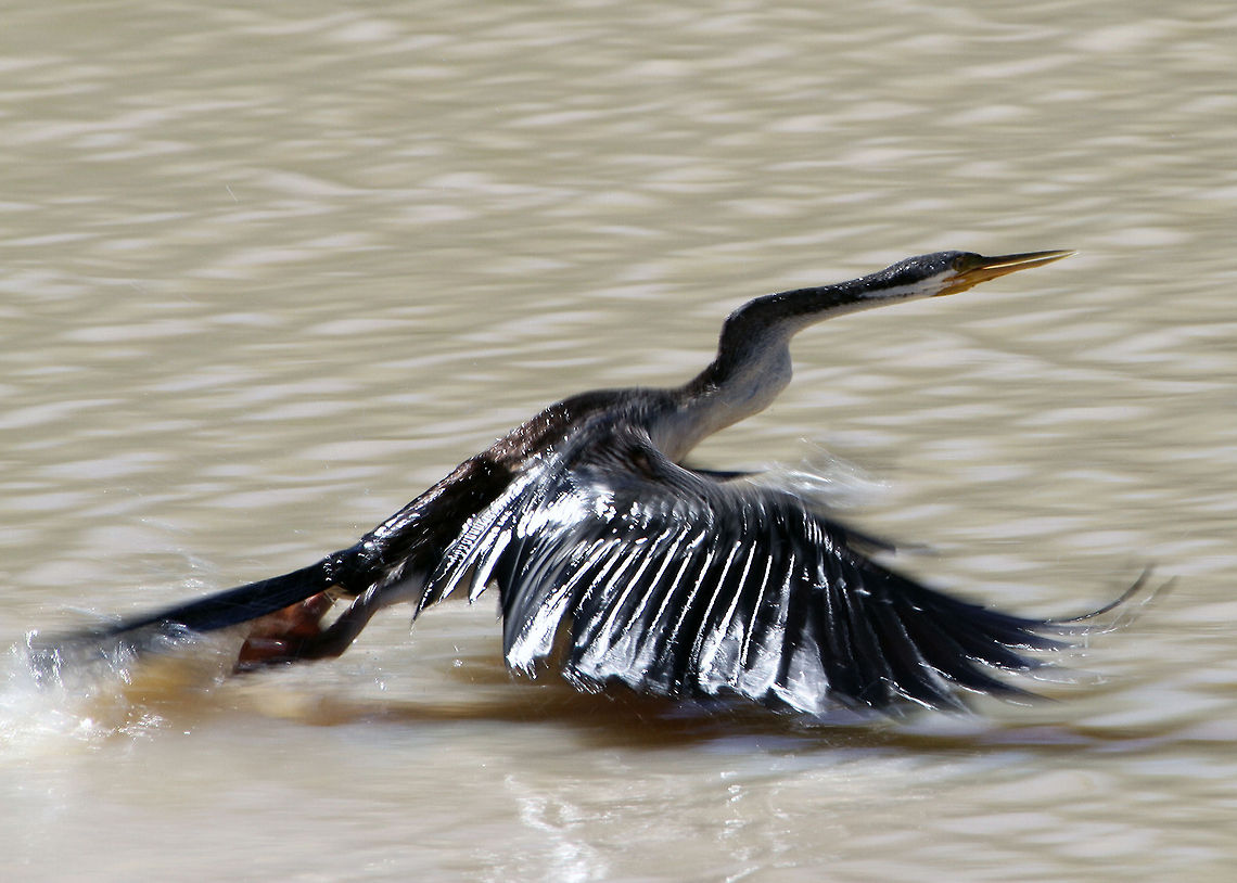 Australian_Darter Auustralian Darter landing gear down. Anhinga novaehollandiae,Australasian Darter,Australian bird,Bird.,water bird