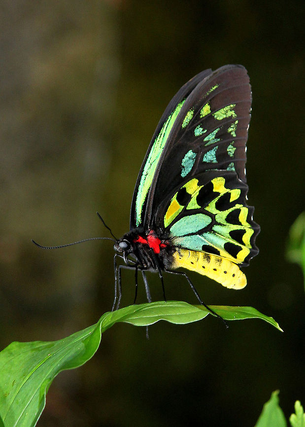Cairns Birdwing Butterfly Cairns Birdwing Butterflies (Ornithoptera euphorion) a beautiful colorful butterfly seen mostly in North Queensland. Australian.,Butterfly,Cairns Birdwing,Ornithoptera euphorion