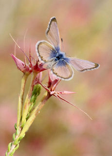 Common_Grass_Blue_Butterfly Tiny pink & blue butterfly. Butterfly. Australian butterfly.,Common Grass Blue,Zizina labradus