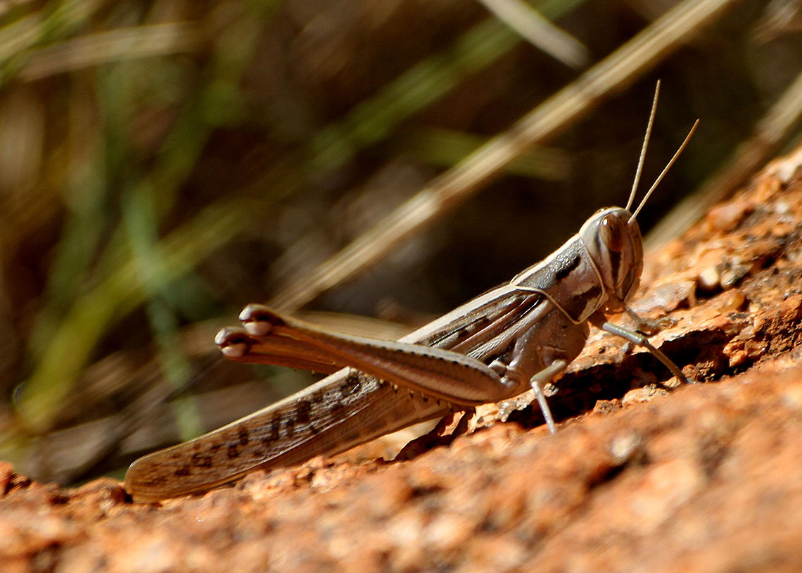 Grasshopper  Australian,Brown Spotted Locust,Cyrtacanthacris tatarica,Grasshopper,Insect