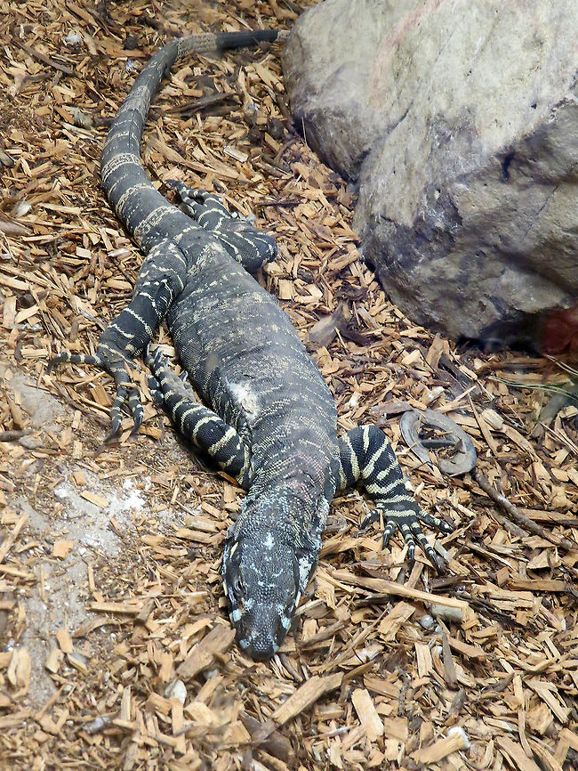 Lace_Monitor_(Varanus_varius) Monitor, a large reptile with blue stripes                      Australian,Lizard,Monitor,Reptile