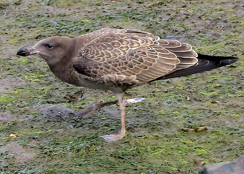 Kermadec_Petrel_Pterodroma_neglecta Brown water bird                                Australia,Bird,Kermadec Petrel,Larus pacificus,Pacific Gull,Pterodroma neglecta,Waterbird