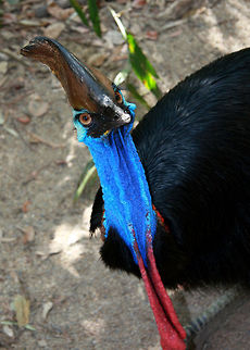 Cassowary (disambiguation)  Australia,Bird,Casuarius casuarius,Southern Cassowary