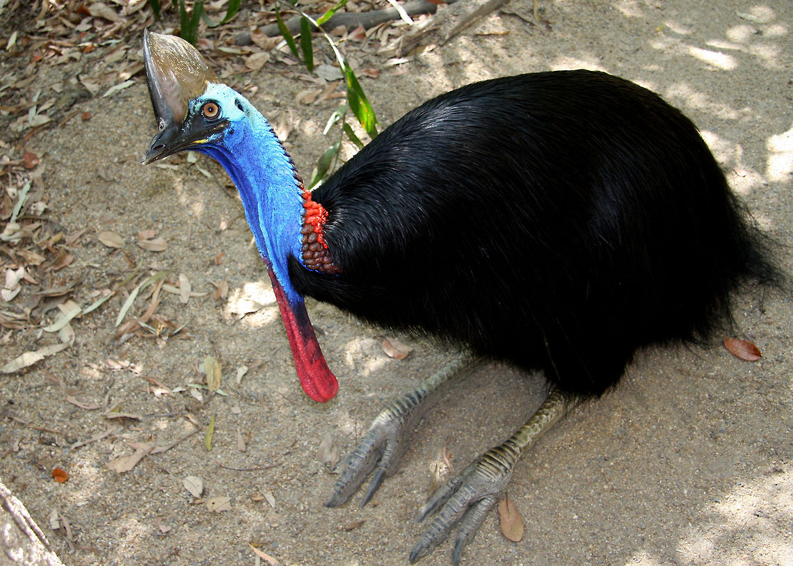Cassowary (disambiguation) The Cassowary is the world&rsquo;s third largest bird. It is one of Australia&rsquo;s largest land animals and plays a unique role in the ecology of the World Heritage listed rainforests of tropical Australia Australian,Australian Bird.,Cassowary,Casuarius casuarius,Southern Cassowary