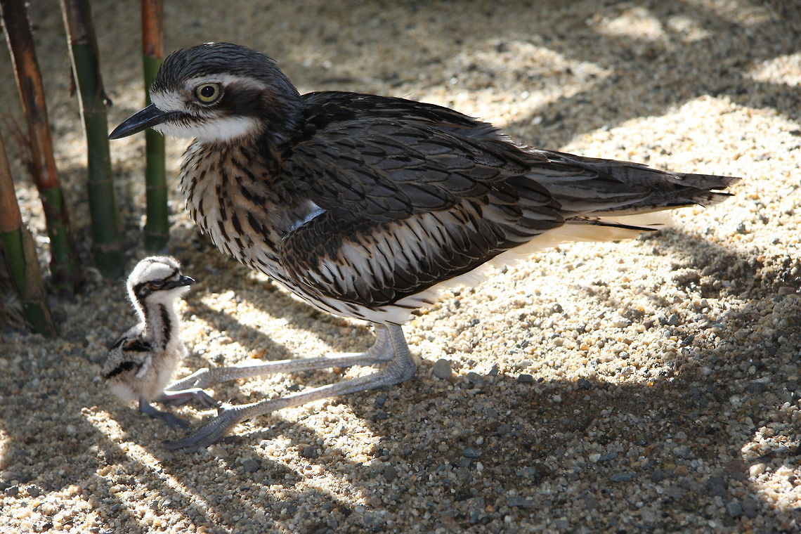 Bush_Stone-curlew_with_chick Curlew with day old chick Burhinus grallarius,Bush Stone-curlew