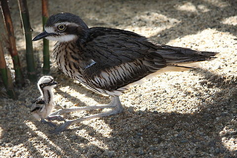 Bush_Stone-curlew_with_chick Curlew with day old chick Burhinus grallarius,Bush Stone-curlew