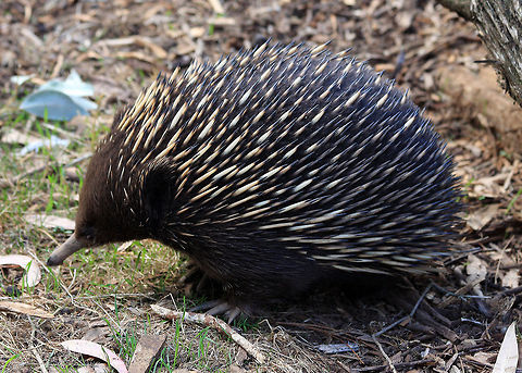 Short-beaked echidna  Phillip island,Short-beaked echidna,Tachyglossus aculeatus