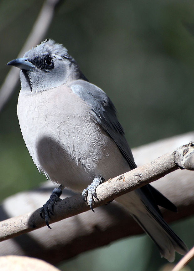 Black-faced_Woodswallow_Artamus_cinereus  Artamus cinereus,Black-faced Woodswallow
