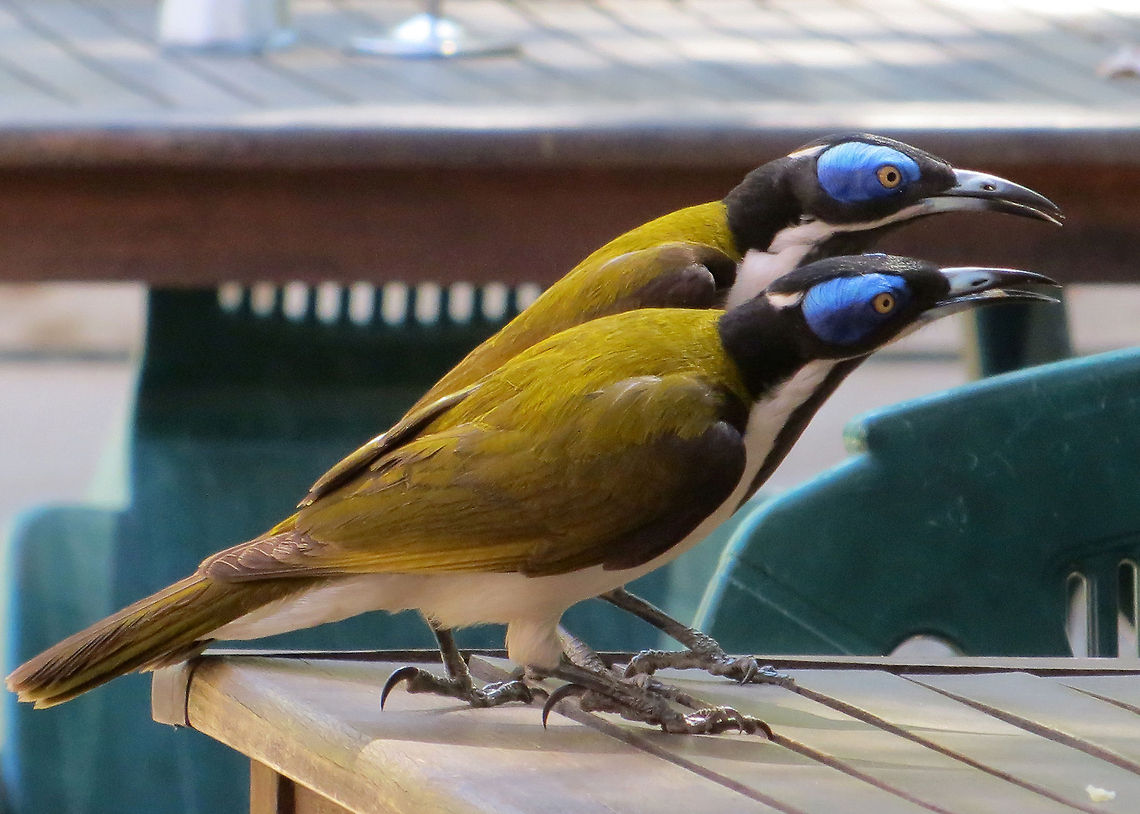 Blue-faced_Honeyeater_(Entomyzon_cyanotis) The Blue-faced Honeyeater is a large black, white and golden olive-green honeyeater &amp; can be very cheeky, especially when eating outdoors.<br />
                    Australia,Australian Bird,Blue-faced Honeyeater,Entomyzon cyanotis,Geotagged,bird