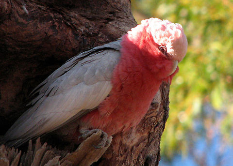 Galah.  Eolophus roseicapillus Galah sitting just outside of his nest in the tree. Australian Bird,Australian wildlife,Galah,Parrot