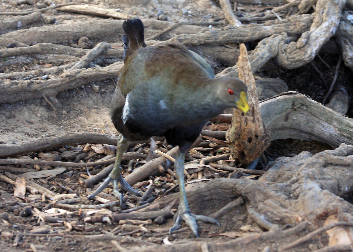 Tasmanian_Native_Hen_(Gallinula_mortierii)  Australian Bird.,Tasmanian Nativehen,Tribonyx mortierii