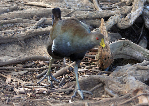 Tasmanian_Native_Hen_(Gallinula_mortierii)  Australian Bird.,Tasmanian Nativehen,Tribonyx mortierii