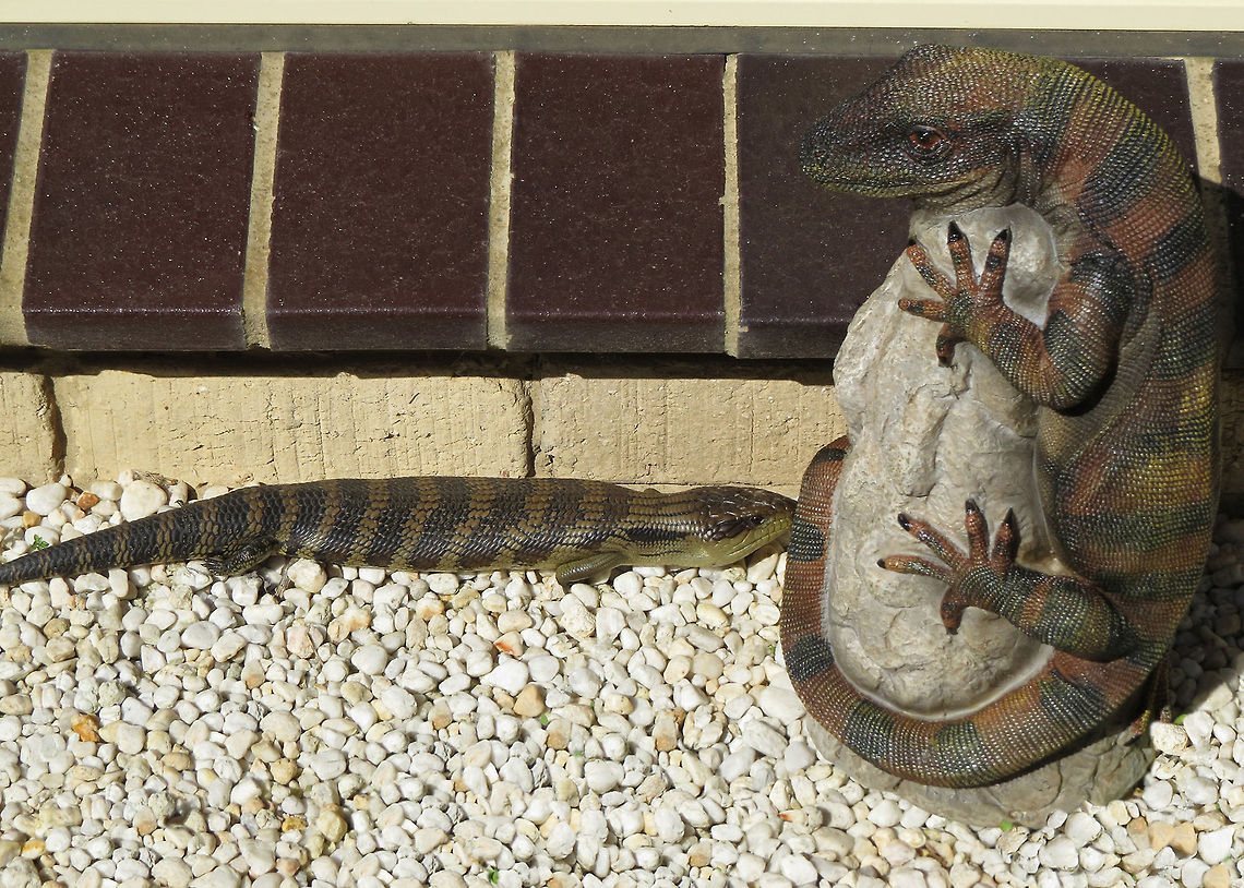 Blue_tongued_lizard This Blue tongued Lizard has fallen in love with our garden statue of a Blue tongued Lizard.                  Australian Lizard,Eastern blue-tongued lizard,Tiliqua scincoides scincoides