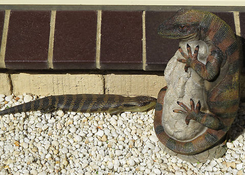 Blue_tongued_lizard This Blue tongued Lizard has fallen in love with our garden statue of a Blue tongued Lizard.                  Australian Lizard,Eastern blue-tongued lizard,Tiliqua scincoides scincoides