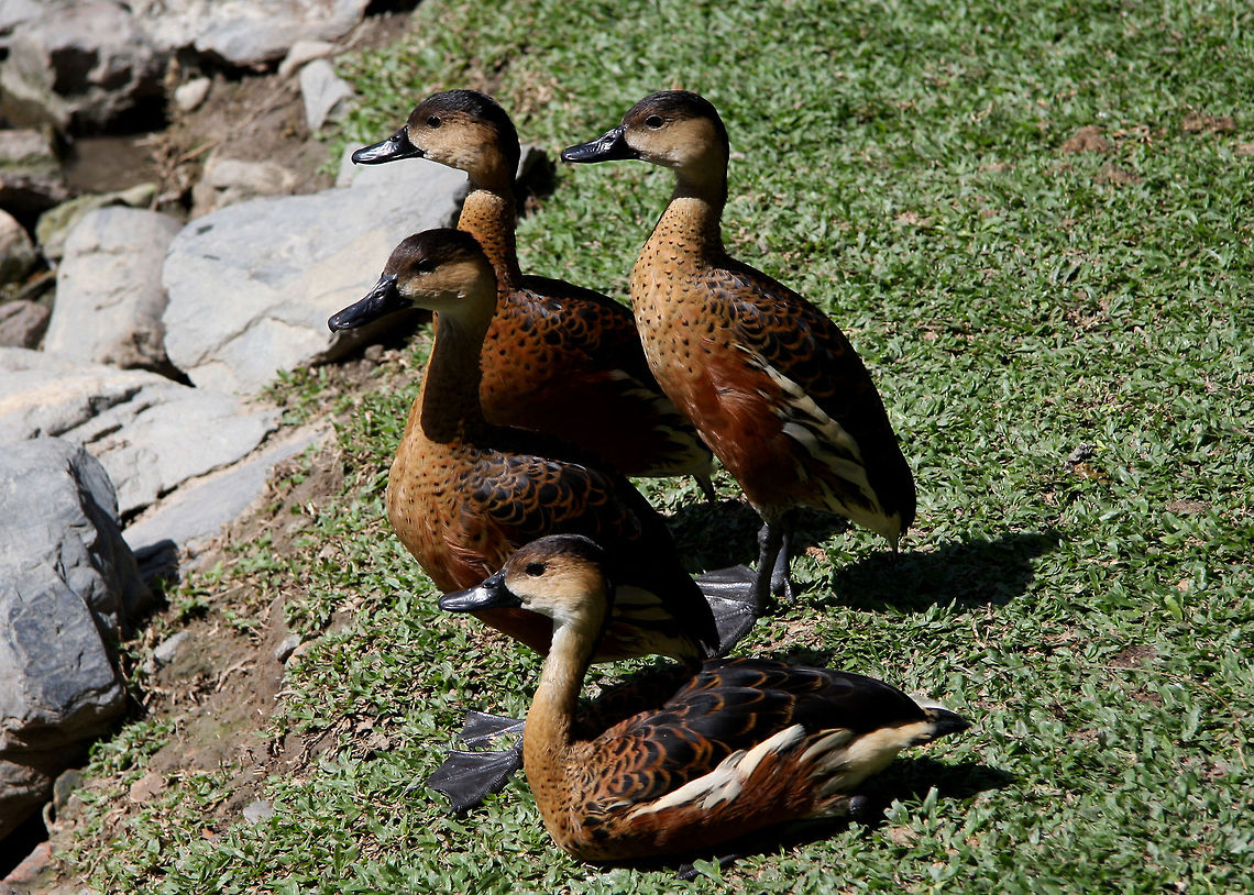 Wandering Whistling Duck  Dendrocygna arcuata,Wandering Whistling Duck,rain tree habitat and others