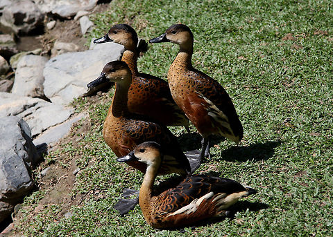 Wandering Whistling Duck  Dendrocygna arcuata,Wandering Whistling Duck,rain tree habitat and others