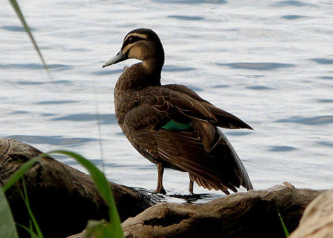 Pacific_Black_Duck_(Anus_superciliosa)  Anas superciliosa,Pacific Black Duck