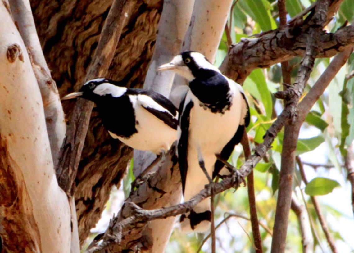 Magpie_Lark  Grallina cyanoleuca,Magpie-lark