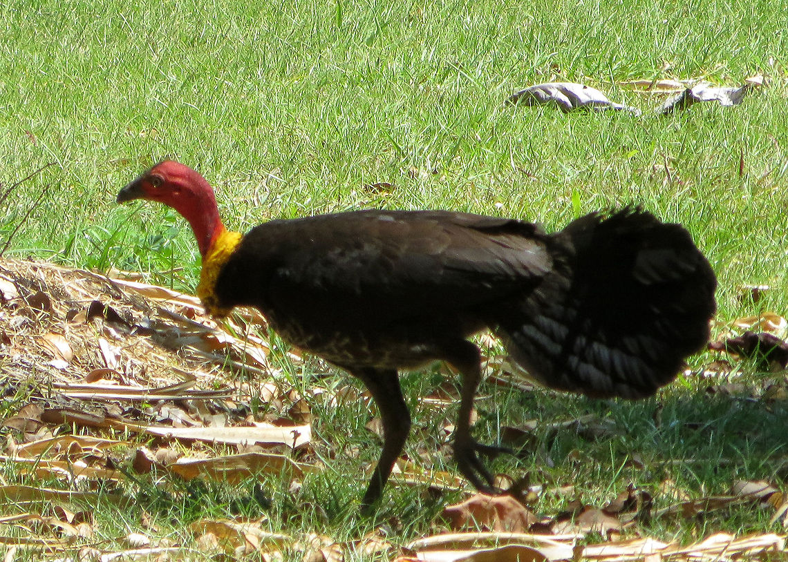 Australian_Brushturkey_Alectura_lathami                                 Alectura lathami,Australia,Australian Brushturkey