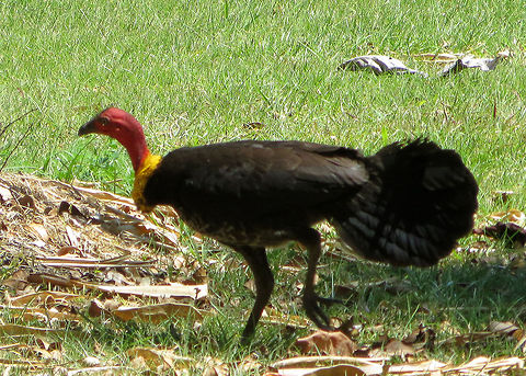Australian_Brushturkey_Alectura_lathami                                 Alectura lathami,Australia,Australian Brushturkey