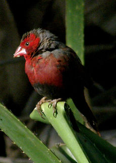 Crimson_Finch_Neochmia_phaeton Small red & black finch        Australian bird,Australian.,Crimson Finch,Neochmia phaeton