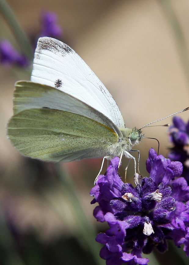 Nectar_feeding_Cabbage_Butterfly White butterfly that feeds on nectar &amp; vegies<br />
 Butterfly,Pieris rapae,Small White