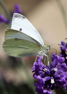 Nectar_feeding_Cabbage_Butterfly White butterfly that feeds on nectar & vegies
 Butterfly,Pieris rapae,Small White