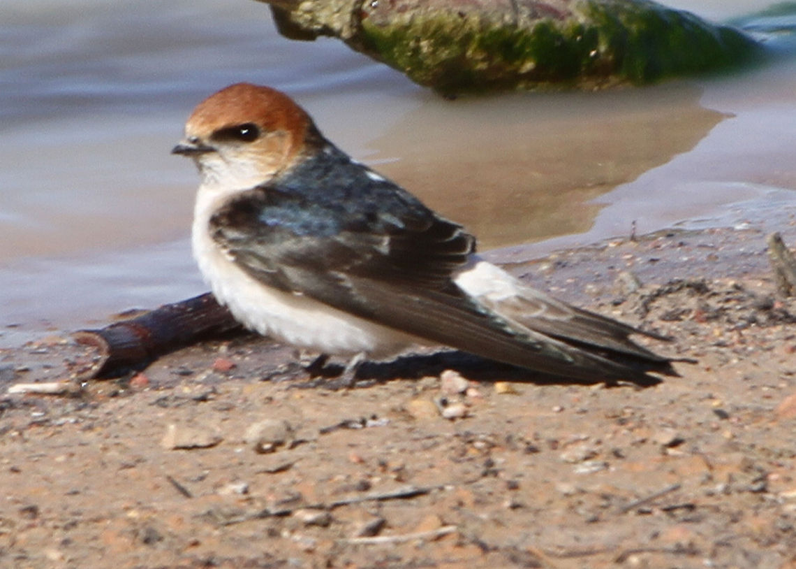 Welcome_Swallow_Hirundo_neoxena <br />
 Australian,Bird,Fairy martin,Hirundo neoxena,Petrochelidon ariel,Swallow. Australian bird.,Welcome Swallow