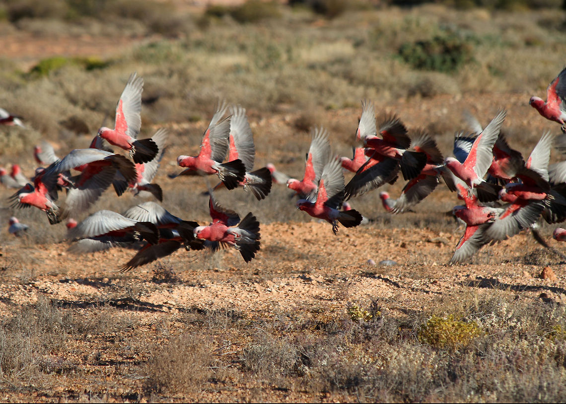 Galahs_in_flight  Eolophus roseicapilla,Galah,Outback Holiday 2012
