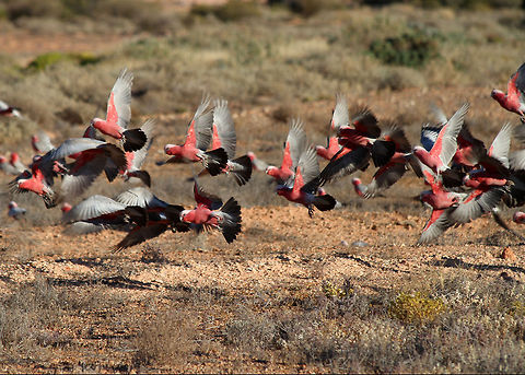 Galahs_in_flight  Eolophus roseicapilla,Galah,Outback Holiday 2012