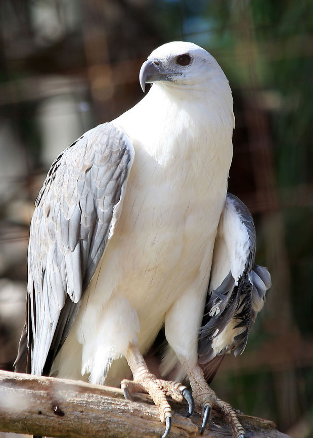 White_bellied_sea_eagle_339  Australian Bird,Haliaeetus leucogaster,White-bellied Sea Eagle