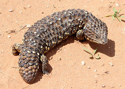 Shingleback lizard  Australian Lizard,Australian native,Bobtail Skink,Lizard,Reptile,Tiliqua rugosa