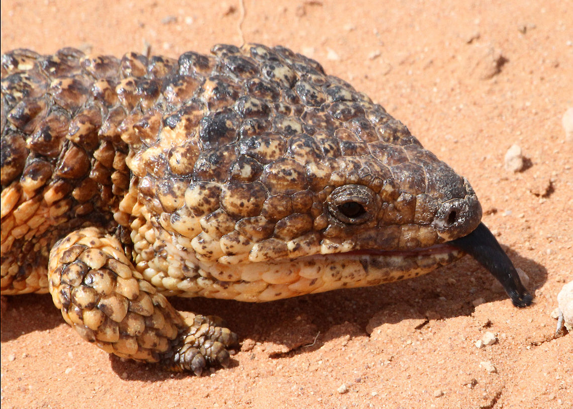 Shingleback_lizard_(4) Also referred to as a Stumpy Tail Lizard Bobtail Skink,Tiliqua rugosa