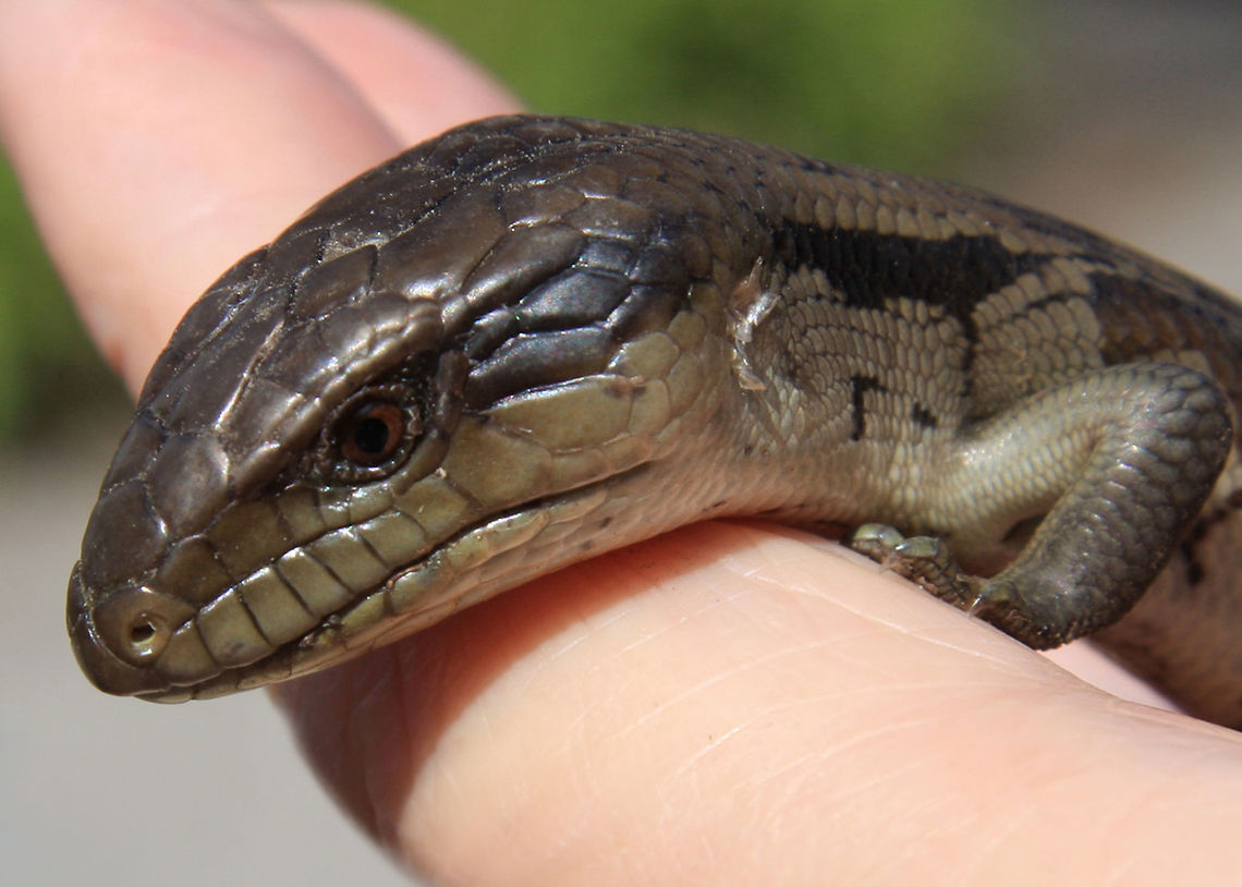 Blue-tongue Lizard Baby Blue-tongue Lizard, lives in our garden.<br />
 Australian Lizard,Eastern blue-tongued lizard,Lizard,Reptile,Tiliqua scincoides scincoides