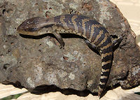 Blue-tongued Lizard Our baby Blue-tongued Lizard sunning himself on a rock. Australian Lizard,Blue-tongued Lizard,reptile