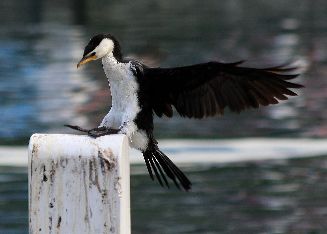 Little_pied_cormorant A Black &amp; white Australian water bird. Little Pied Cormorant,Microcarbo melanoleucos
