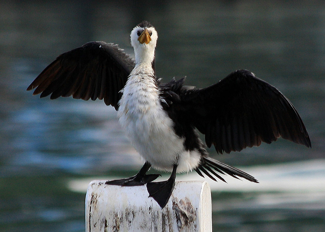 Little_pied_cormorant_2 A black &amp; white water bird. Australia,Australian bird,Little Pied Cormorant,Microcarbo melanoleucos,water bird