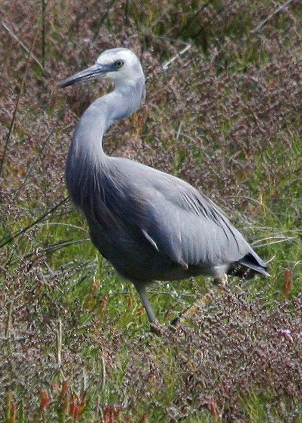 White-faced_Heron A grey &amp; white Australian water bird. Australian bird,Australian water bird. Water bird.